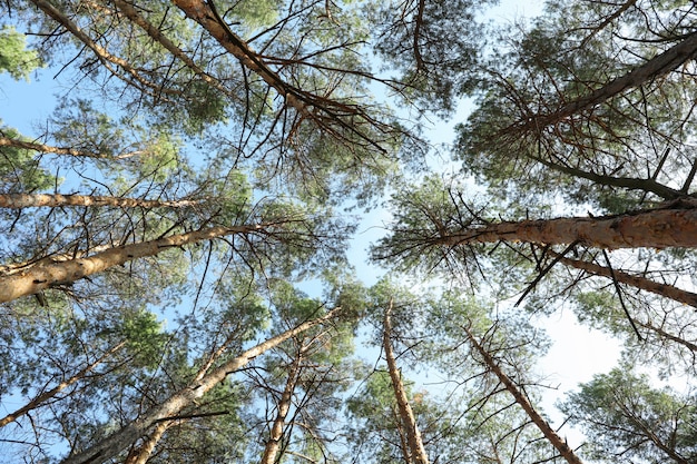 Spitze der Kiefern gegen blauen Himmel. Aktive Freizeit