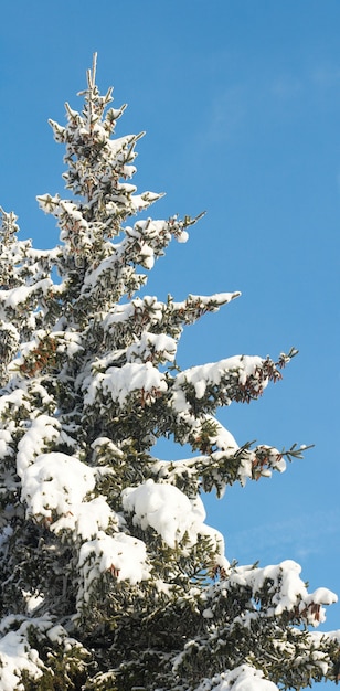 Spitze des schneebedeckten Tannenbaums des Winters mit einer großen Anzahl von Zapfen auf blauem Himmel