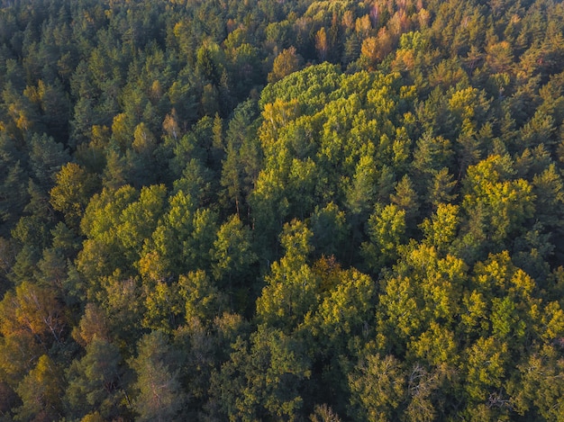 Spitze des Waldes im Sonnenuntergangslicht