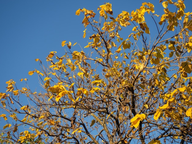 Spitze eines Baumes mit gelben, spärlichen Blättern. Der Herbst naht. Gelbe Blätter vor dem blauen Himmel. Herbstkonzept