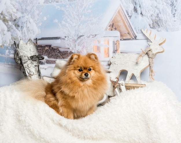 Spitzhund, der auf Pelzteppich in der Winterszene sitzt