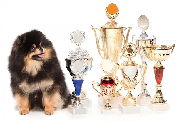 Spitzhund mit Siegerpokalen