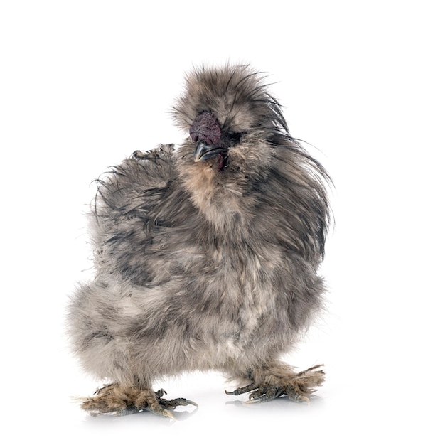 Splash Silkie na frente da parede branca