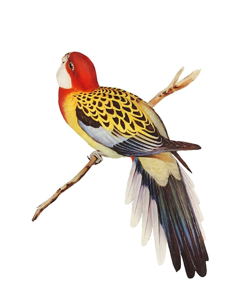 Splendid Parakeet png Vogel Aufkleber durchsichtiger Hintergrund