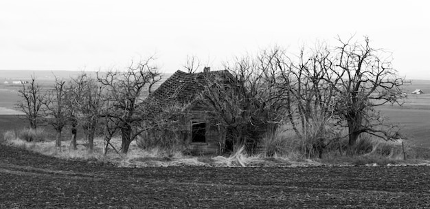 Spooky casa abandonada en el campo rodeado de árboles muertos