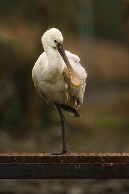 Spoonbill Eurasian