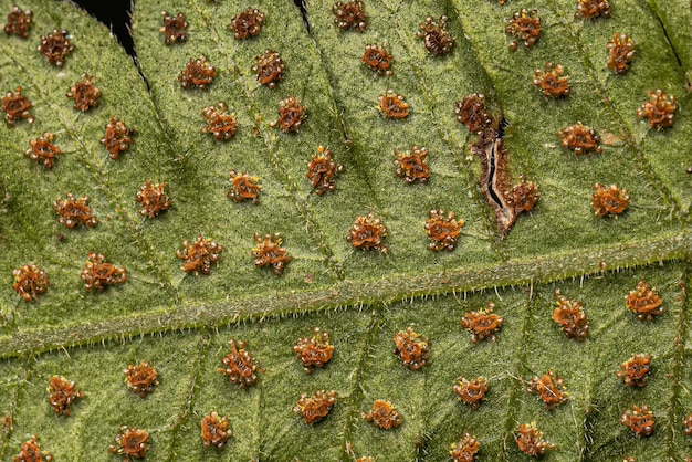 Foto sporangia en las hojas de un helecho