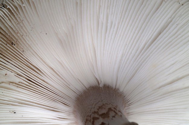 Sporenkiemen einer Clitocybe nebularis