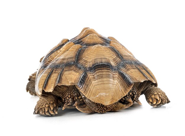 Spornschildkröte vor weißem Hintergrund