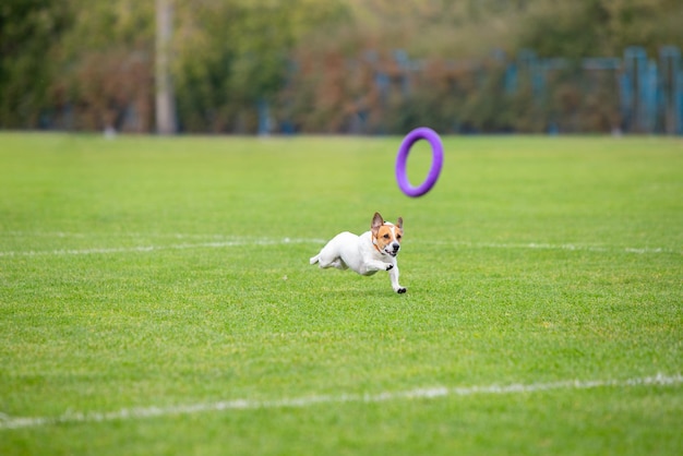 Sportlicher Hund beim Köder-Coursing im Wettbewerb