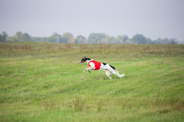 Sportlicher Hund beim Köder-Coursing im Wettbewerb