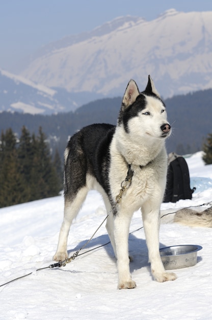 sportlicher Hund im Schnee wartet auf das Rennen