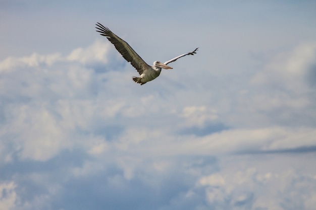 Spot-berechneter Pelikan (Pelecanus philippensis) in der Natur bei Laempukbia, Thailand