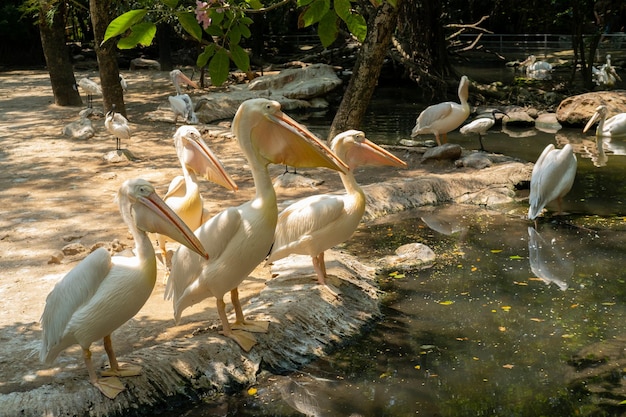 Spot Billed Pelican Pelecanus philippensis Os pássaros no zoológico Animais bonitos e fofos