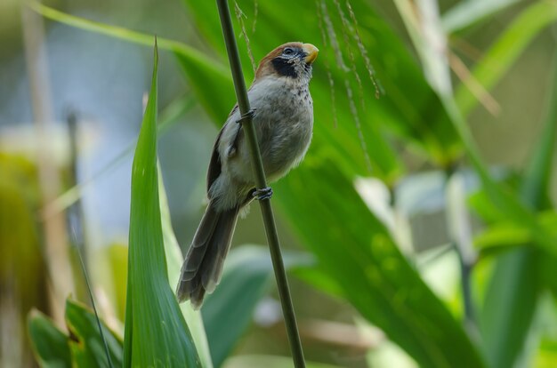 Spot-breasted Parrotbill auf Niederlassung in der Natur