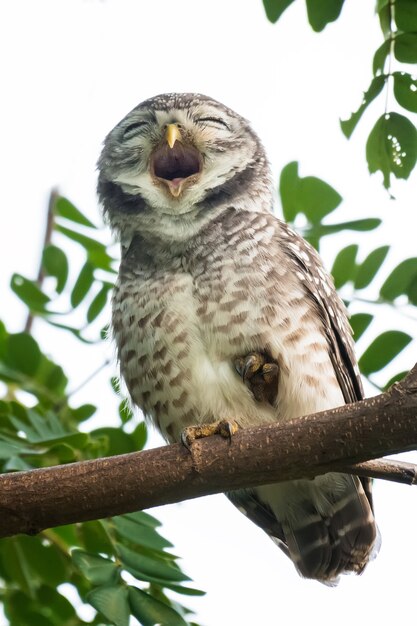 Spot owl na natureza empoleirado em uma árvore