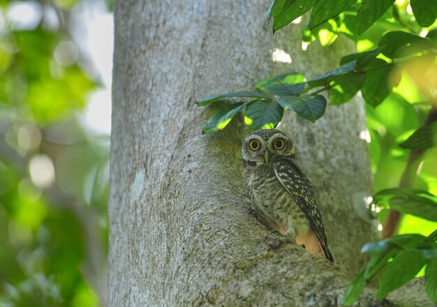 Spot Owlet en el árbol.