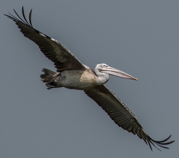 Foto spotted-billed-pelikan auf seinem flug