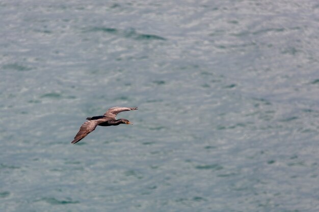 Spotted Shag (Phalacrocorax punctatus) fliegt über die Halbinsel Otago