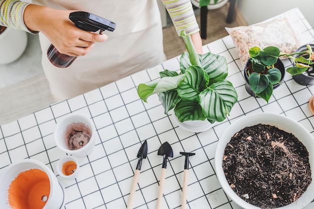 Spray de mão de mulher asiática em deixar plantas de manhã em casa usando um frasco de spray molhando plantas domésticas Conceito de cuidado de plantas