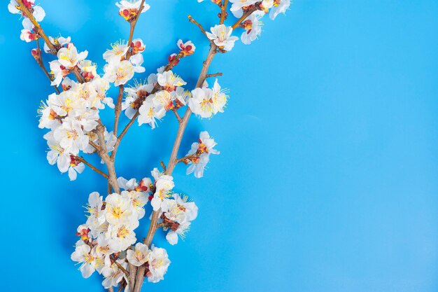 Sprigs des Aprikosenbaums mit Blumen auf blauem Hintergrund legen flach