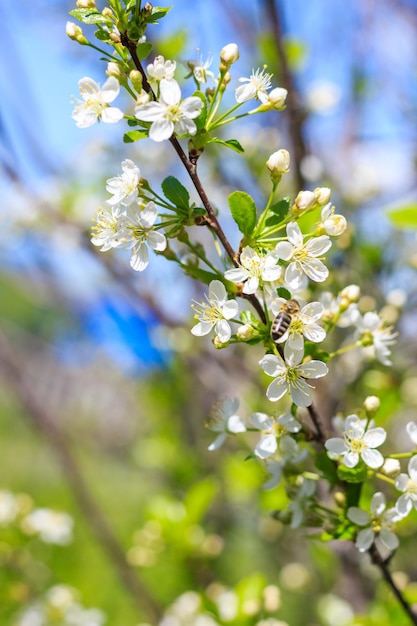 Spring Bees recolecta néctar de las flores blancas de una cereza en flor en una espalda natural borrosa