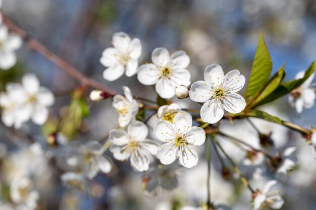 Spring Blooming Spring Blossom Hintergrund Schöne Natur-Szene mit blühenden Baum und Sonneneruption Zusammenfassung verschwommenen Hintergrund Springtime