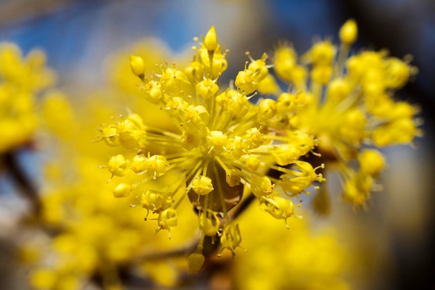 Spring Flower Sansuyu flores conocidas como cereza cornlian japonesa