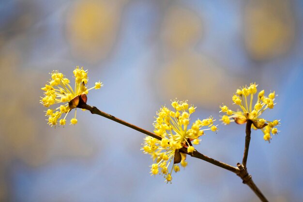 Spring Flower Sansuyu flores conocidas como cereza cornlian japonesa