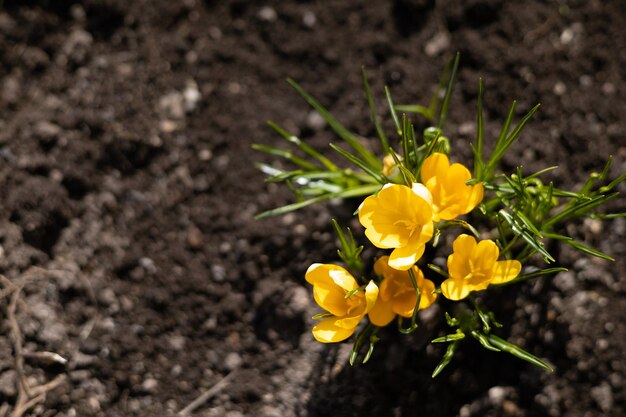 Spring Garden As primeiras flores floresceram na cama Sunlight Place para texto