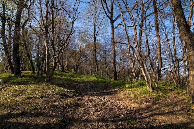 Spring park árvores velhas folhas jovens aparecem nas árvores