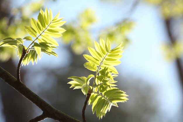 Spring Rowan Beerenblätter