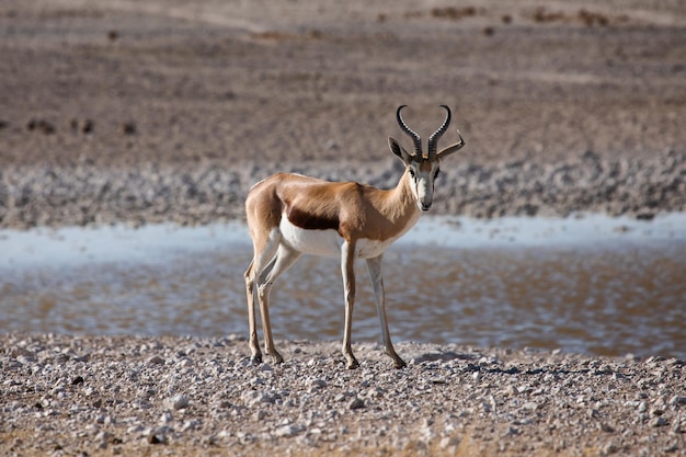 Springbock auf Safari im Etosha Nationalpark in Namibia