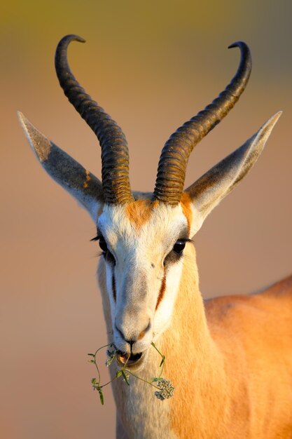 Foto springbok masticando una pequeña flor silvestre antidorcas marsupialis kalahari sudáfrica