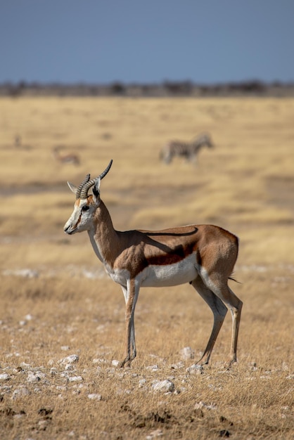 Springbok no safari no parque nacional etosha na namíbia