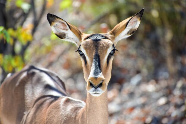 Springbok en el Parque Nacional de Etosha