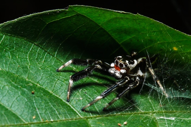 Springende Spinne auf Blatt