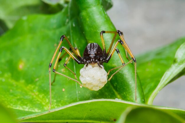 Springende Spinne auf Blatt