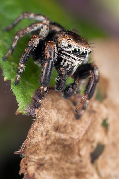 Springende Spinne auf dem braunen faulen Blatt