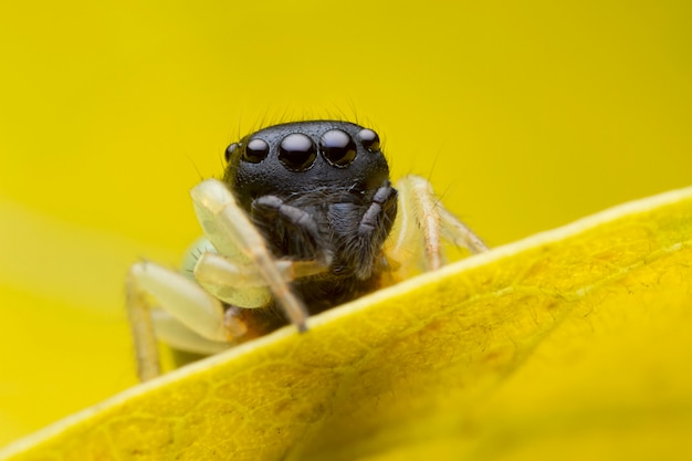 Springende Spinne auf gelbem Blatt