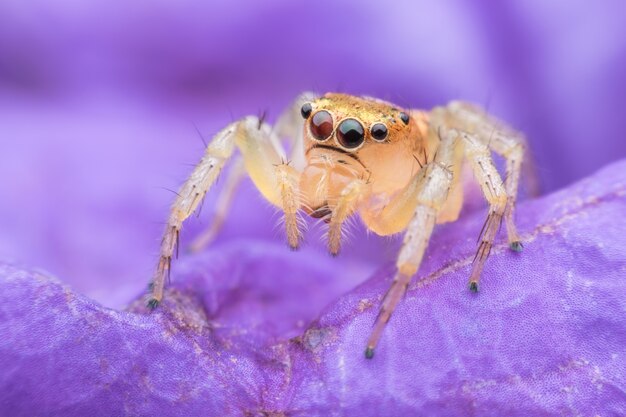 Springende Spinne auf purpurroter Blume