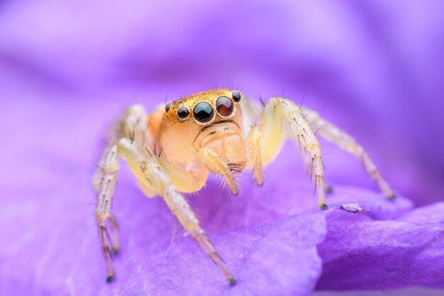 Springende Spinne auf purpurroter Blume