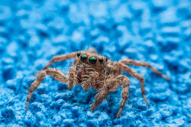 Springende Spinne aus der Nähe