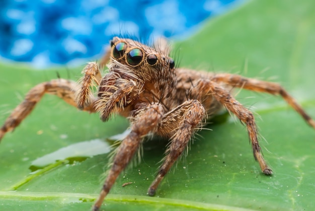 Springende Spinne aus der Nähe