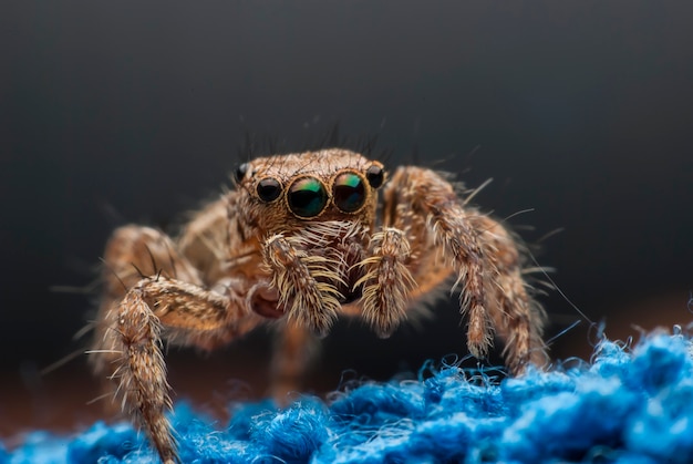 Springende Spinne aus der Nähe