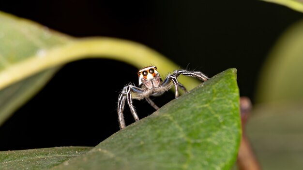 Springende Spinne der Gattung Chira