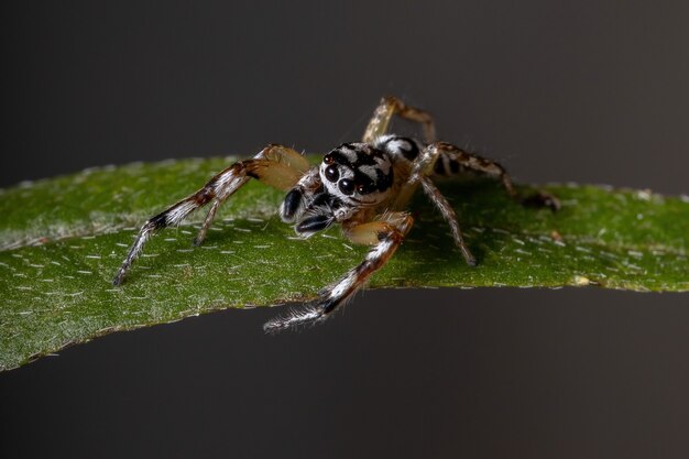 Springende Spinne der Gattung Psecas