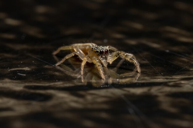 Springende Spinne der Gattung Psecas