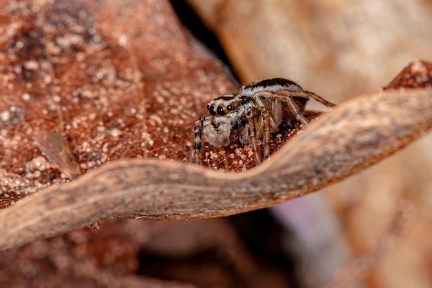 Springende Spinne des Subtribus Freyina