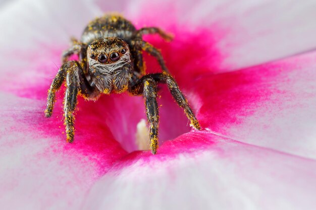 Springende Spinne, die mit gelbem Pollen behaftet ist und in der Mitte einer rosa Blume steht